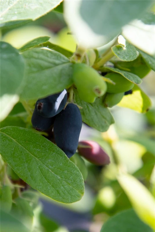 Blaue Heckenkirsche „Myberry Bee“ 3 Blaue Heckenkirsche „Myberry Bee“