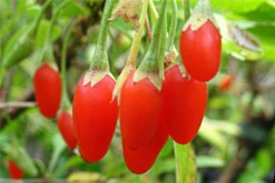 Gemeiner Bocksdorn „Big Lifeberry®“