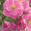 Rose „Bienenweide® Rosa“ 1 Rose „Bienenweide® Rosa“ -Blumen Risse Verkaufsladen 103399 Bienenweide Rosa2015 800x800