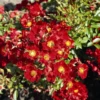 Rose „Bienenweide® Rot“
