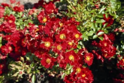 Rose „Bienenweide® Rot“