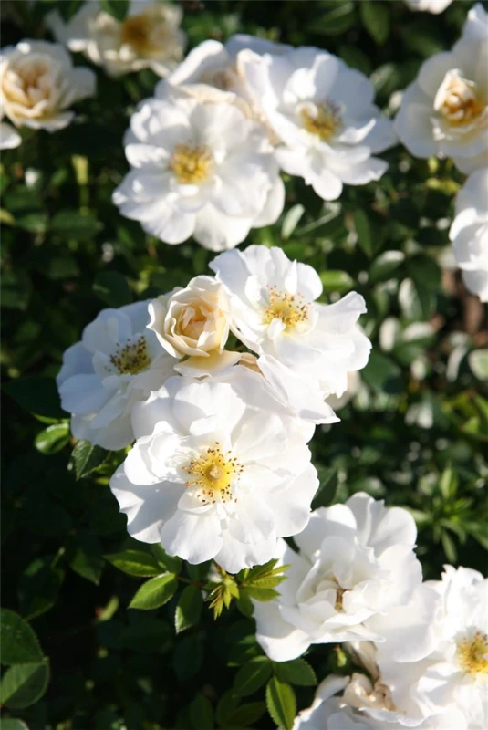 Rose „Bienenweide® Weiß“ 3 Rose „Bienenweide® Weiß“