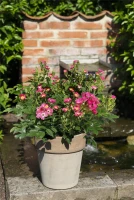 Mini-Gartenrose „Rosy Boom®“ 10 Mini-Gartenrose „Rosy Boom®“ – Bild 8