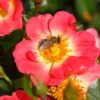 Rose „Bienenweide® Bicolor“