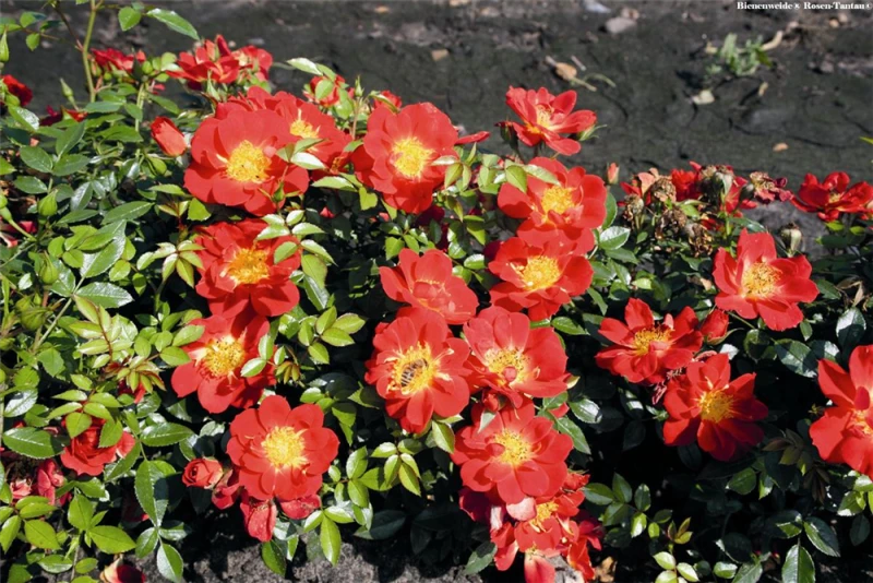 Rose „Bienenweide® Hellrot“ 2 Rose „Bienenweide® Hellrot“