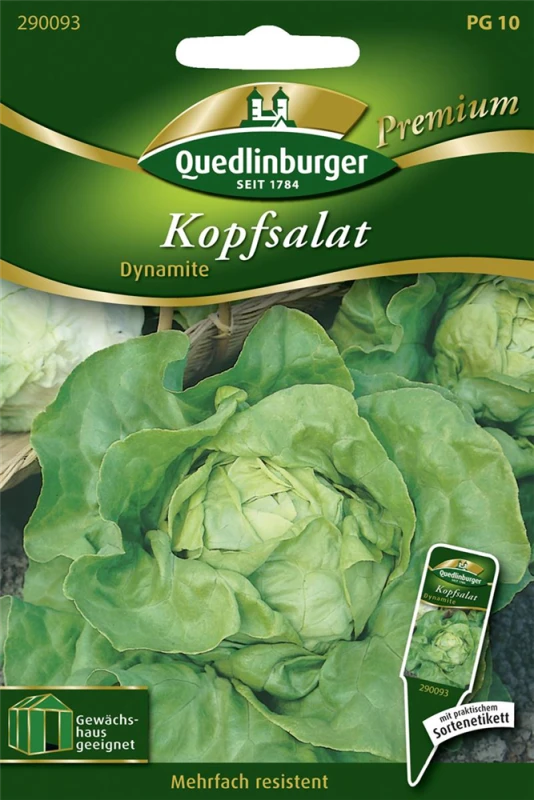 QUEDLINBURGER Kopfsalat „Dynamite“ 3 QUEDLINBURGER Kopfsalat „Dynamite“