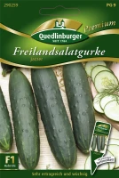 QUEDLINBURGER Gurkensamen „Jazzer F1“ 5 QUEDLINBURGER Gurkensamen „Jazzer F1“ – Bild 3