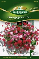 QUEDLINBURGER Hängegeraniensamen 15 QUEDLINBURGER Hängegeraniensamen – Bild 13