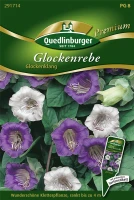 QUEDLINBURGER Glockenrebensamen „Glockenklang“ 5 QUEDLINBURGER Glockenrebensamen „Glockenklang“ – Bild 3