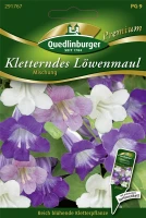 QUEDLINBURGER Felsenlöwenmäulchensamen 8 QUEDLINBURGER Felsenlöwenmäulchensamen – Bild 6