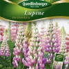QUEDLINBURGER Garten-Lupine-Samen „The Chatelaine“ 2 QUEDLINBURGER Garten-Lupine-Samen „The Chatelaine“ -Blumen Risse Verkaufsladen 291837 4050422218374 VS20Lupine20The20Chatelaine 800x800
