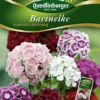 QUEDLINBURGER Bartnelkensamen „Bodestolz“ 1 QUEDLINBURGER Bartnelkensamen „Bodestolz“ -Blumen Risse Verkaufsladen 291908 4050422219081 VS20Nelken20Bart 20Bodestolz20Misch 800x800