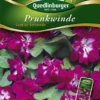 QUEDLINBURGER Prunkwindensamen „Sunrise Serenade“ 2 QUEDLINBURGER Prunkwindensamen „Sunrise Serenade“ -Blumen Risse Verkaufsladen 292274 4050422222746 VS20Winde20Prunk 20Sunrise20Serenade 800x800
