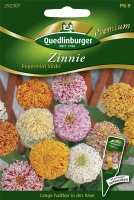 QUEDLINBURGER Zinniensamen „Peppermint Stick“ Mix 5 QUEDLINBURGER Zinniensamen „Peppermint Stick“ Mix – Bild 3