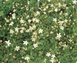 Immergrüner Fingerstrauch -Blumen Risse Verkaufsladen 403107860753820ipl 2479 149 mod original 800x800