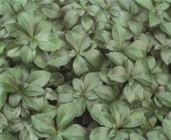 Kompaktes Schattengrün „Compakta“ 7 Kompaktes Schattengrün „Compakta“ -Blumen Risse Verkaufsladen 403107860821420ipl 2334 Pachysandra20terminalis20Compacta original 800x800