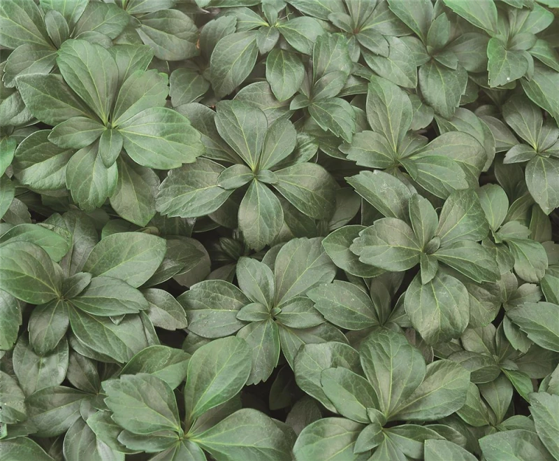 Kompaktes Schattengrün „Compakta“ 4 Kompaktes Schattengrün „Compakta“ – Bild 2