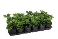 Kompaktes Schattengrün „Compakta“ 5 Kompaktes Schattengrün „Compakta“ – Bild 3