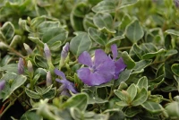 Immergrün „Ralph Shugert“ 12 Immergrün „Ralph Shugert“ – Bild 11