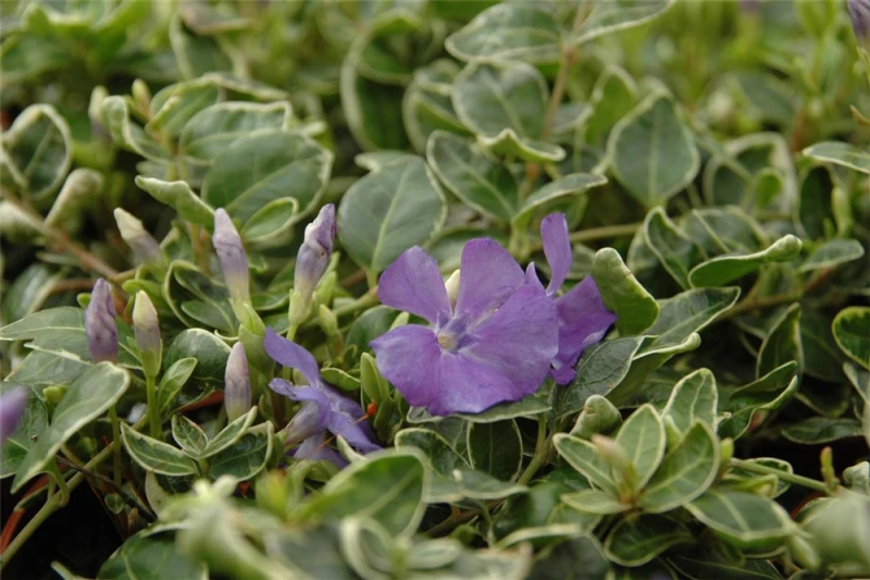 Immergrün „Ralph Shugert“ 6 Immergrün „Ralph Shugert“ – Bild 5