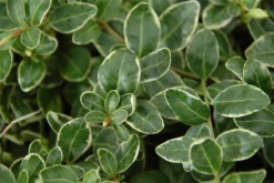 Immergrün „Ralph Shugert“ 18 Immergrün „Ralph Shugert“ -Blumen Risse Verkaufsladen 403107860832020ipl 28683 DSC 4970 original 800x800