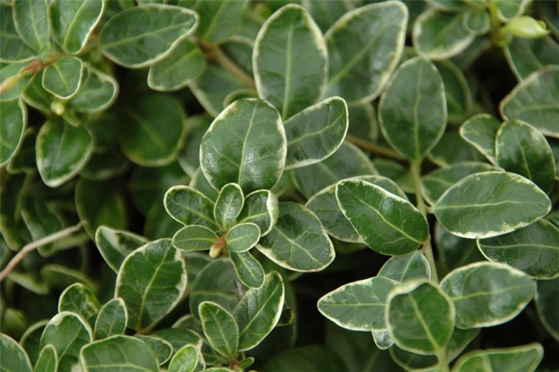 Immergrün „Ralph Shugert“ 7 Immergrün „Ralph Shugert“ – Bild 6