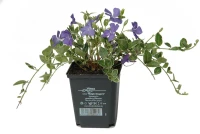 Immergrün „Ralph Shugert“ 8 Immergrün „Ralph Shugert“ – Bild 7