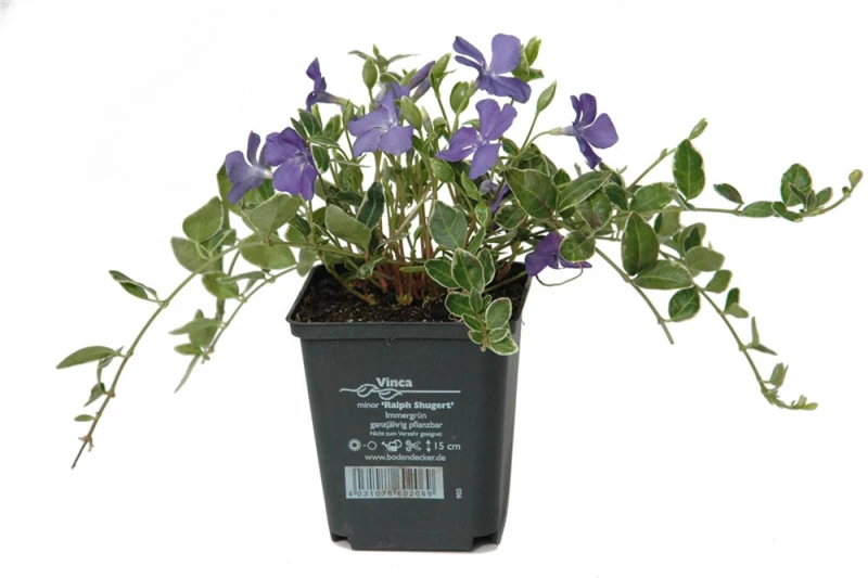 Immergrün „Ralph Shugert“ 2 Immergrün „Ralph Shugert“