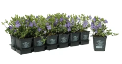 Immergrün „Ralph Shugert“ 16 Immergrün „Ralph Shugert“ -Blumen Risse Verkaufsladen 403107860832020ipl 4247 DSC 6898 mod20frei original 800x800