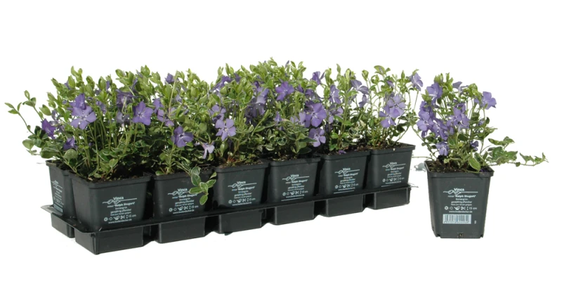 Immergrün „Ralph Shugert“ 5 Immergrün „Ralph Shugert“ – Bild 4