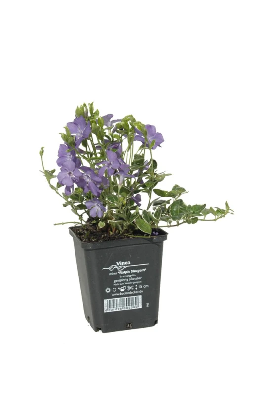 Immergrün „Ralph Shugert“ 3 Immergrün „Ralph Shugert“ – Bild 2