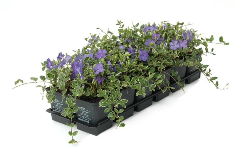 Immergrün „Ralph Shugert“ 4 Immergrün „Ralph Shugert“ – Bild 3