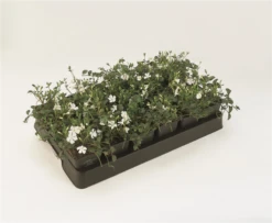 Immergrün „Alba“, Weiß -Blumen Risse Verkaufsladen 403107861265520ipl 3645 166 original 800x800