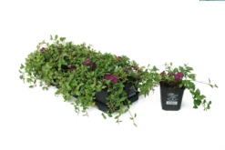 Immergrün „Atropurpurea“, Rot -Blumen Risse Verkaufsladen 403107861267920ipl 27848 DSC 0570 frei original 800x800