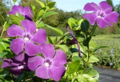 Immergrün „Atropurpurea“, Rot -Blumen Risse Verkaufsladen 403107861267920ipl 3750 vinca20minor20atropurpurea2021 frei original 800x800
