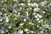 Immergrün „Bavaria®“, Blau-weiß 6 Immergrün „Bavaria®“, Blau-weiß – Bild 4