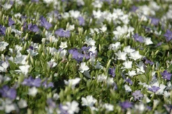 Immergrün „Bavaria®“, Blau-weiß 7 Immergrün „Bavaria®“, Blau-weiß -Blumen Risse Verkaufsladen 403107861270920ipl 28465 DSC 0986 original 800x800