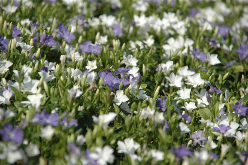 Immergrün „Bavaria®“, Blau-weiß 4 Immergrün „Bavaria®“, Blau-weiß – Bild 2