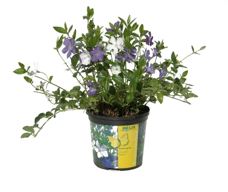 Immergrün „Bavaria®“, Blau-weiß 3 Immergrün „Bavaria®“, Blau-weiß