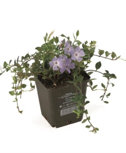 Kleines Immergrün „Marie“®