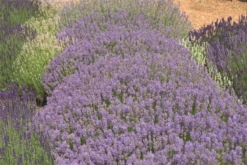 Lavendel „Cedar Blue“, Hellblau 7 Lavendel „Cedar Blue“, Hellblau -Blumen Risse Verkaufsladen 403107861288420Cedar20Blue20bush 800x800