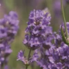 Lavendel „Cedar Blue“, Hellblau