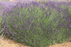 Lavendel „Imperial Gem“, Dunkelblau 10 Lavendel „Imperial Gem“, Dunkelblau -Blumen Risse Verkaufsladen 403107861289120Imperial20Gem20bush 800x800