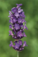 Lavendel „Imperial Gem“, Dunkelblau 7 Lavendel „Imperial Gem“, Dunkelblau – Bild 5