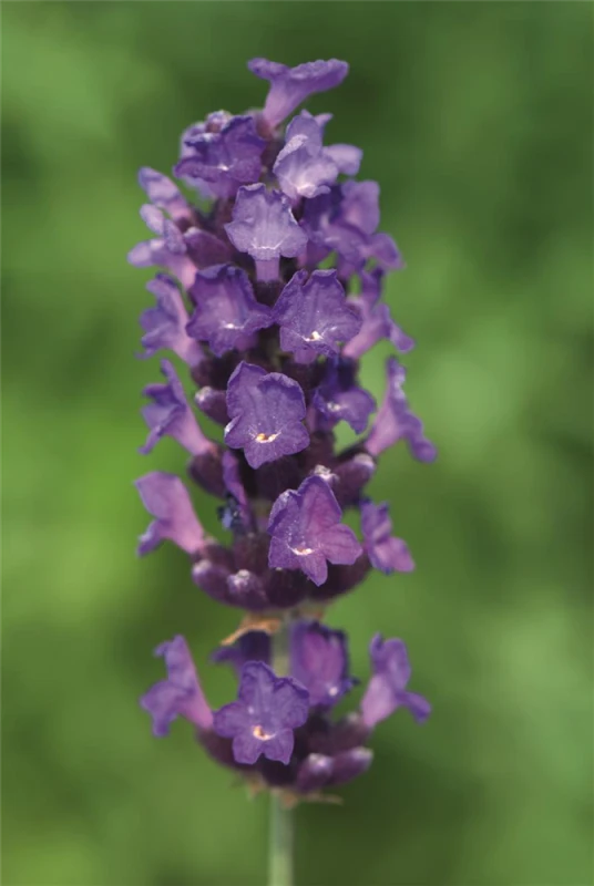 Lavendel „Imperial Gem“, Dunkelblau 4 Lavendel „Imperial Gem“, Dunkelblau – Bild 2