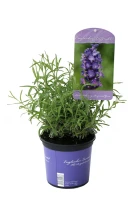 Lavendel „Imperial Gem“, Dunkelblau 6 Lavendel „Imperial Gem“, Dunkelblau – Bild 4