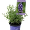 Lavendel „Imperial Gem“, Dunkelblau 2 Lavendel „Imperial Gem“, Dunkelblau -Blumen Risse Verkaufsladen 4031078612891ipl 27339 LA20Imperial20Gem20IMG 9289 original 800x800