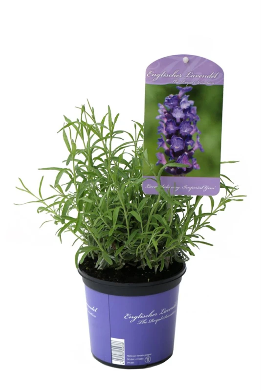 Lavendel „Imperial Gem“, Dunkelblau 3 Lavendel „Imperial Gem“, Dunkelblau