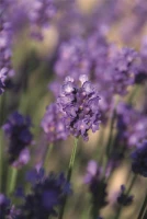 Lavendel „Peter Pan“, Dunkelblau 7 Lavendel „Peter Pan“, Dunkelblau – Bild 5