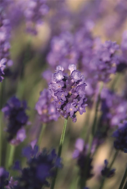 Lavendel „Peter Pan“, Dunkelblau 4 Lavendel „Peter Pan“, Dunkelblau – Bild 2